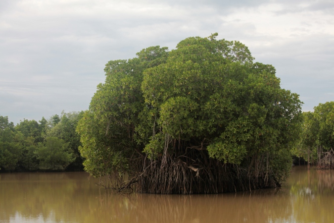 мангровое болото