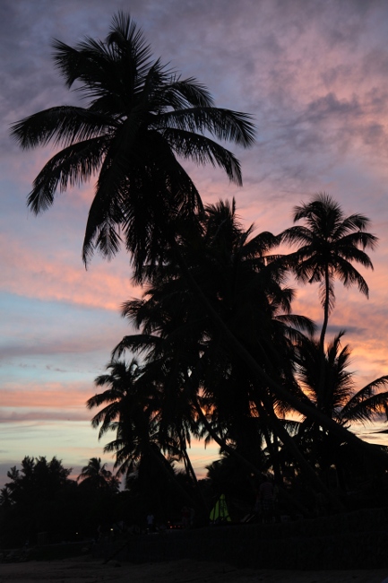 кокосовые пальмы на фоне заката, Шри-Ланка