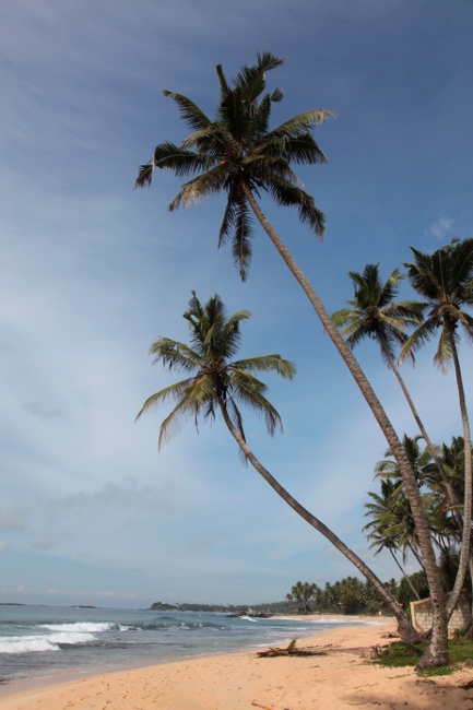 кокосовые пальмы на берегу
