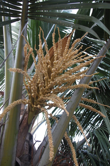 цветок кокосовой пальмы