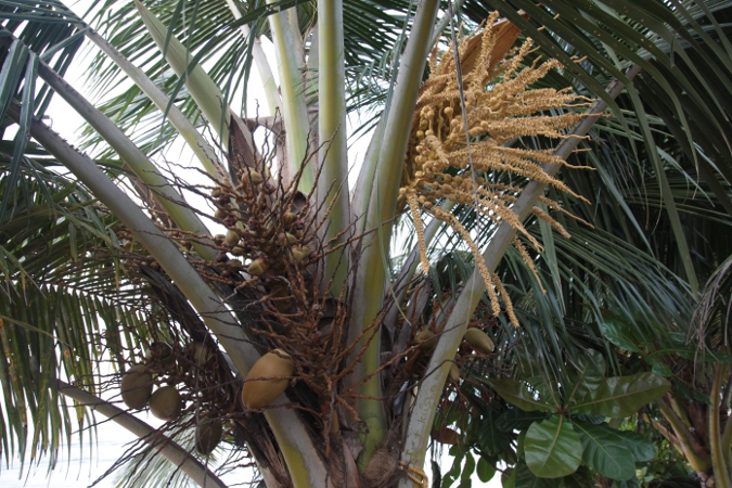 цветущая кокосовая пальма, Шри-Ланка
