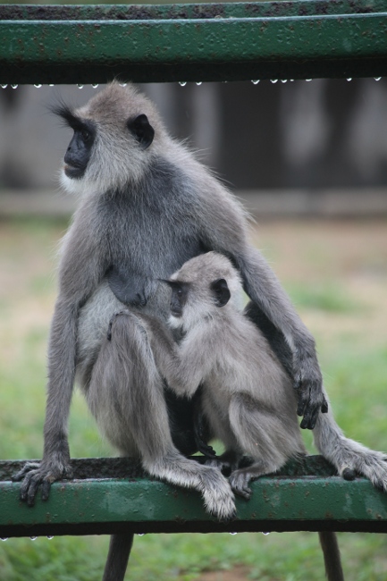 обезьяна с детенышем, Шри-Ланка