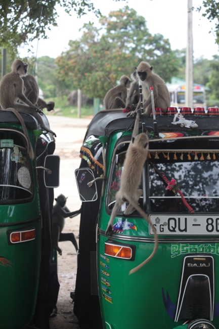 обезьяны и тук-тук, Шри-Ланка