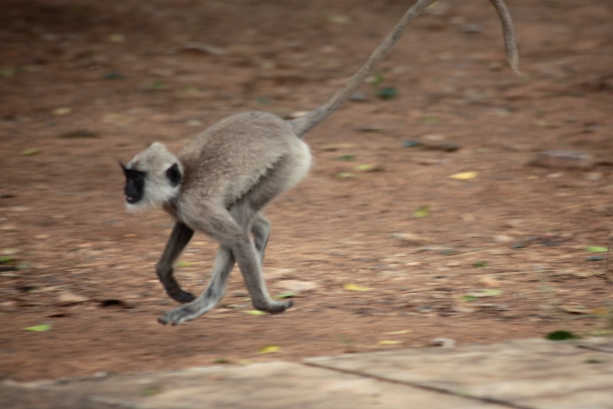 бегущая обезьяна, Шри-Ланка