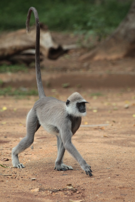 идущая обезьяна, Шри-Ланка