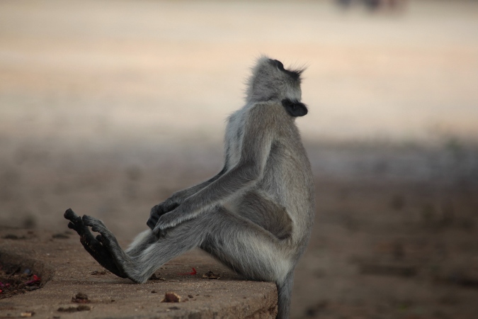сидящая обезьяна, Шри-Ланка