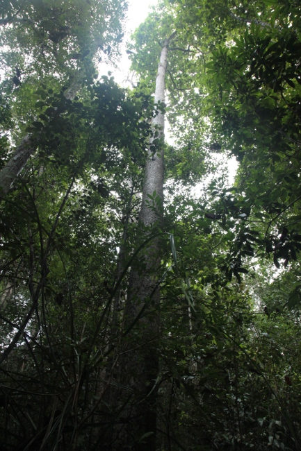 дождевой лес Коттава на Шри-Ланке