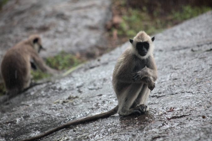 мокрая обезьяна на камне, Шри-Ланка