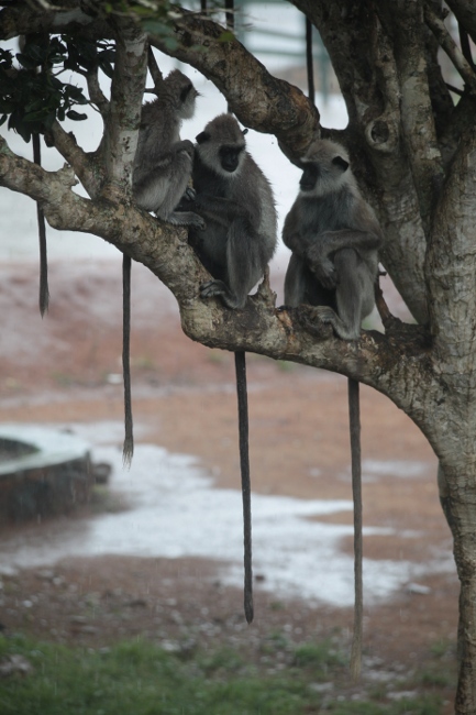 обезьяны на дереве, Шри-Ланка