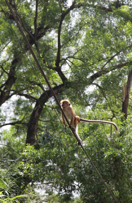 обезьяна на проводе, Шри-Ланка