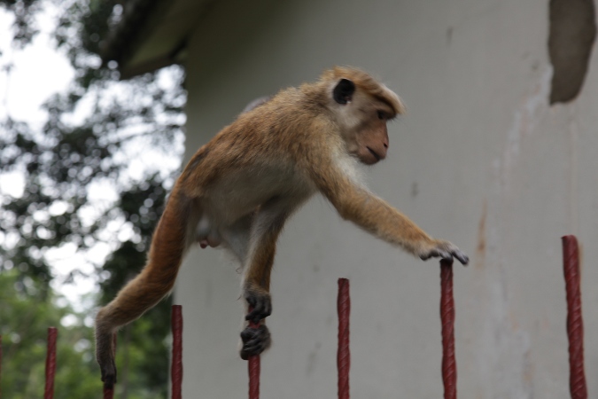 обезьяна на заборе, Шри-Ланка
