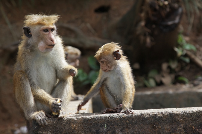 обезьяна с детенышем, Шри-Ланка