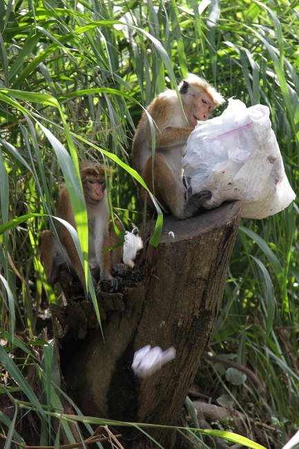 обезьяны разбирают мусор, Шри-Ланка