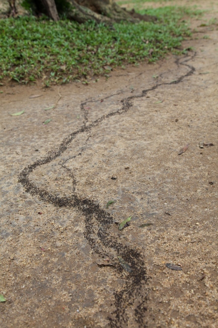 термиты бегут по земле, Шри-Ланка