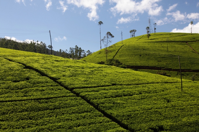 плантация цейлонского чая, Шри-Ланка