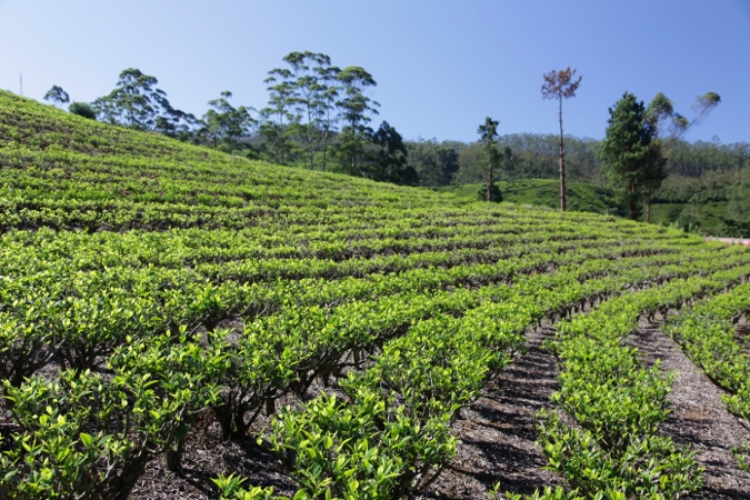цейлонский чай на поле, Шри-Ланка
