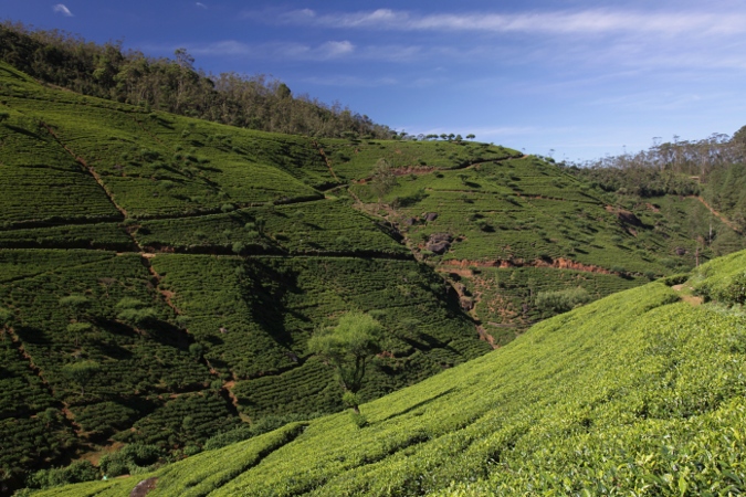 растение чая на плантации, Шри-Ланка