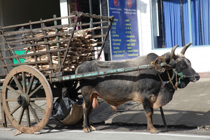 бык тянет телегу с дровами, Шри-Ланка