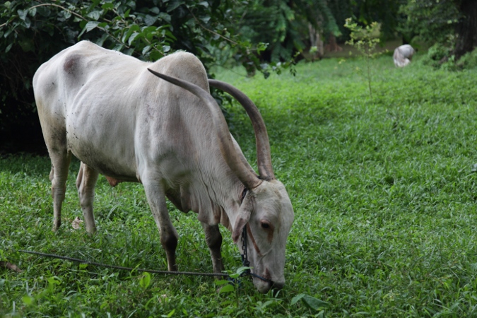 корова с длинными рогами, Шри-Ланка