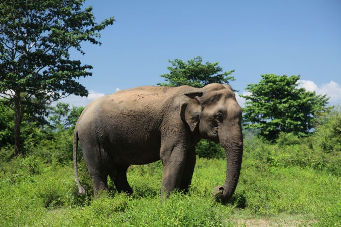 дикий индийский слон в джунглях, Шри-Ланка