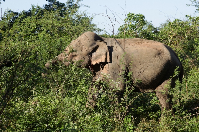 дикий слон пасется в джунглях, Шри-Ланка