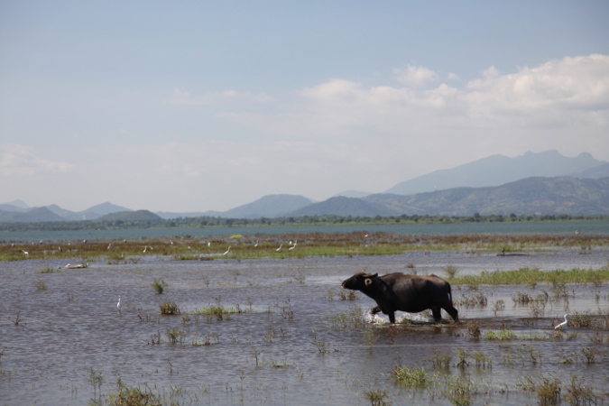 буйвол в озере, Шри-Ланка