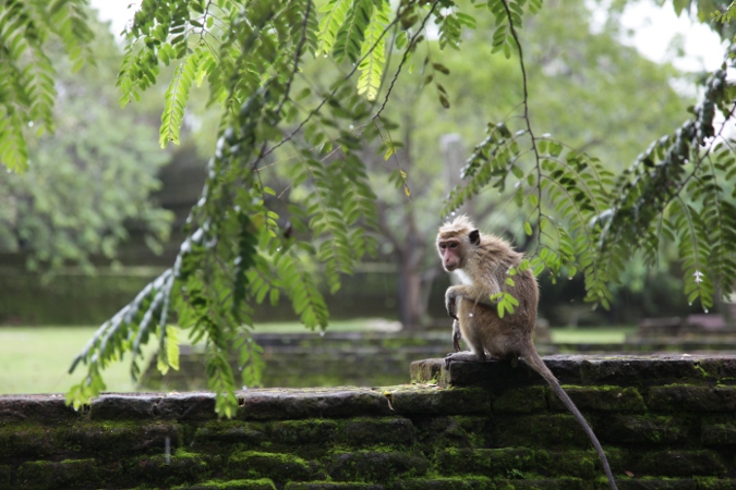 обезьяны на развалинах старого города, Поллонарува, Шри-Ланка