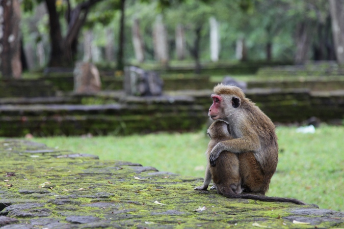 обезьяны в руинах, Поллонарува, Шри-Ланка