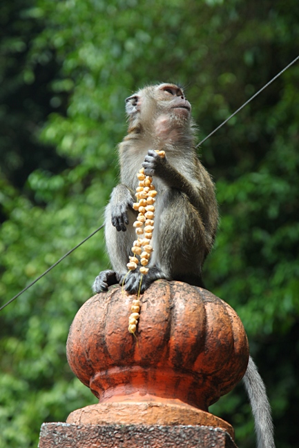Куала Лумпур, пещера Бату, обезьяна