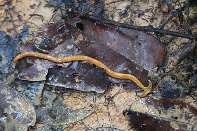 червяк в дождевом лесу