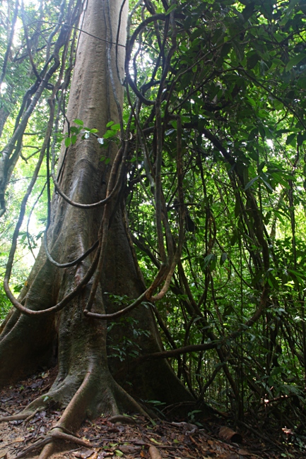 Малайзия, дождевой лес Таман Негара