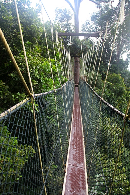 Малайзия, Таман Негара, мостки в кронах деревьев