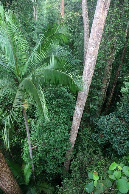Малайзия, Таман Негара, верхний ярус леса