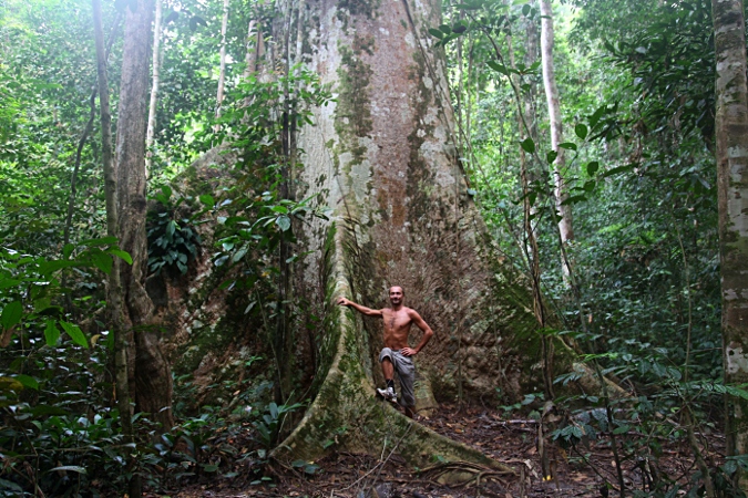 Дерево в дождевом лесу Таман Негара