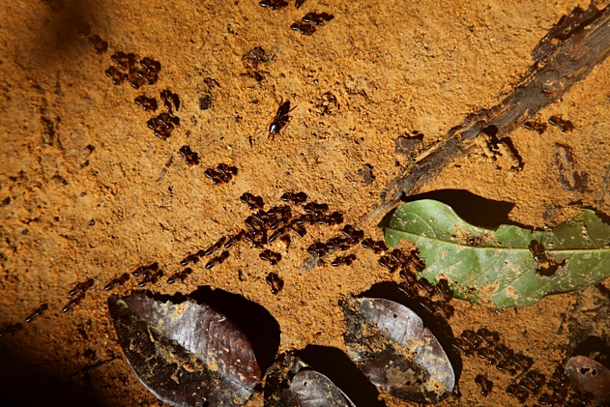 термиты в дождевом лесу Таман Негара
