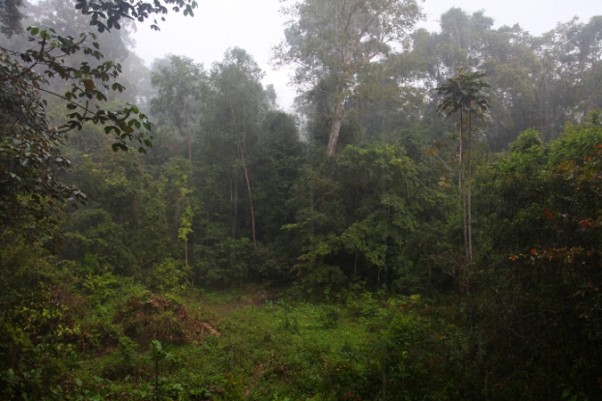 Дождь в дождевом лесу Таман Негара