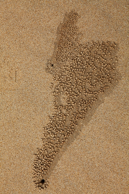 Малайзия, Борнео, норка крабика в песке