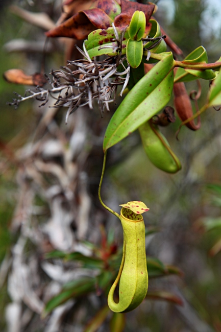 Малайзия, Борнео, насекомоядное растение непентис
