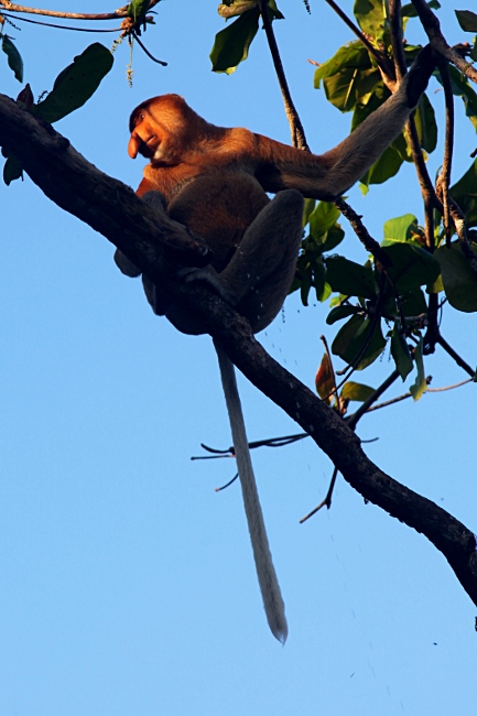 Малайзия, Борнео, носатая обезьяна пробоскис