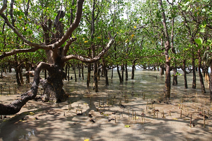 Национальный парк Бако, мангровый лес