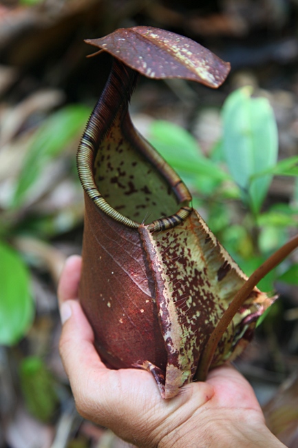 Малайзия, Борнео, хищное растение непентис