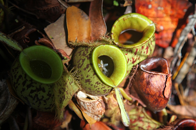 Национальный парк Бако, насекомоядное растение непентис с добычей