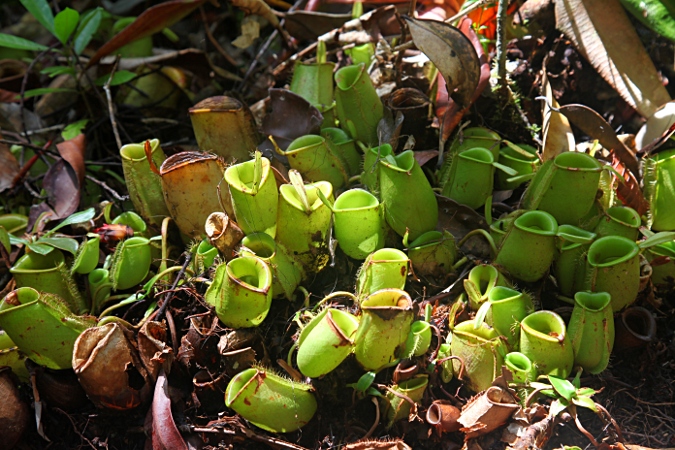 Национальный парк Бако, хищное растение непентис