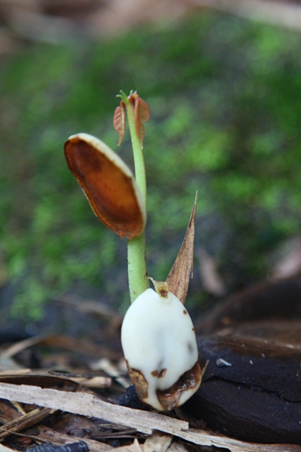 Малайзия, Борнео, проросшее семя