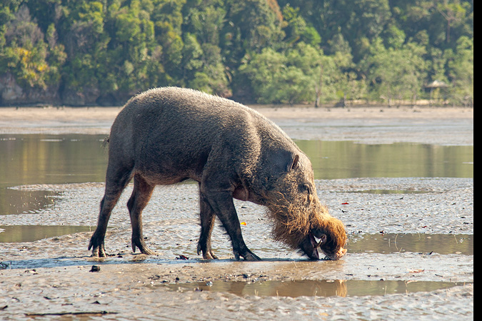 бородатая свинья на пляже