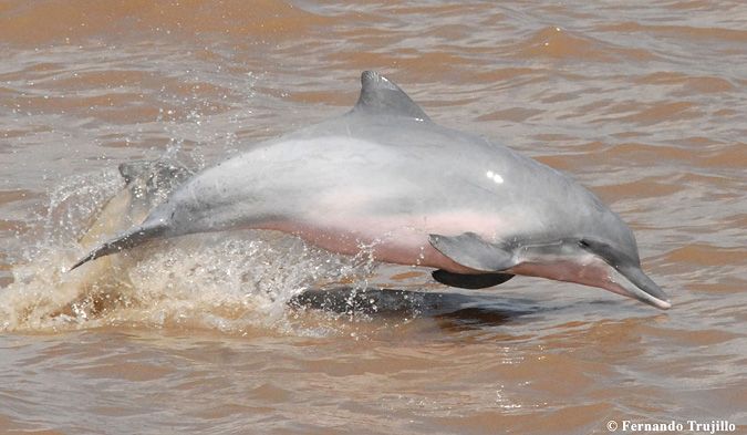 Дельфин тукаши