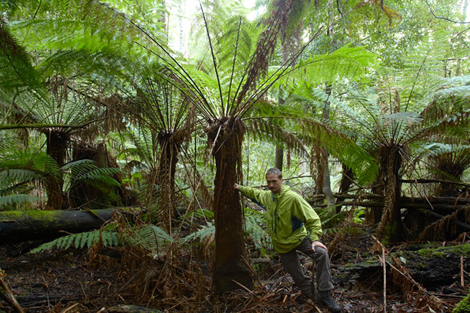 Лес древовидных папоротников на Тасмании